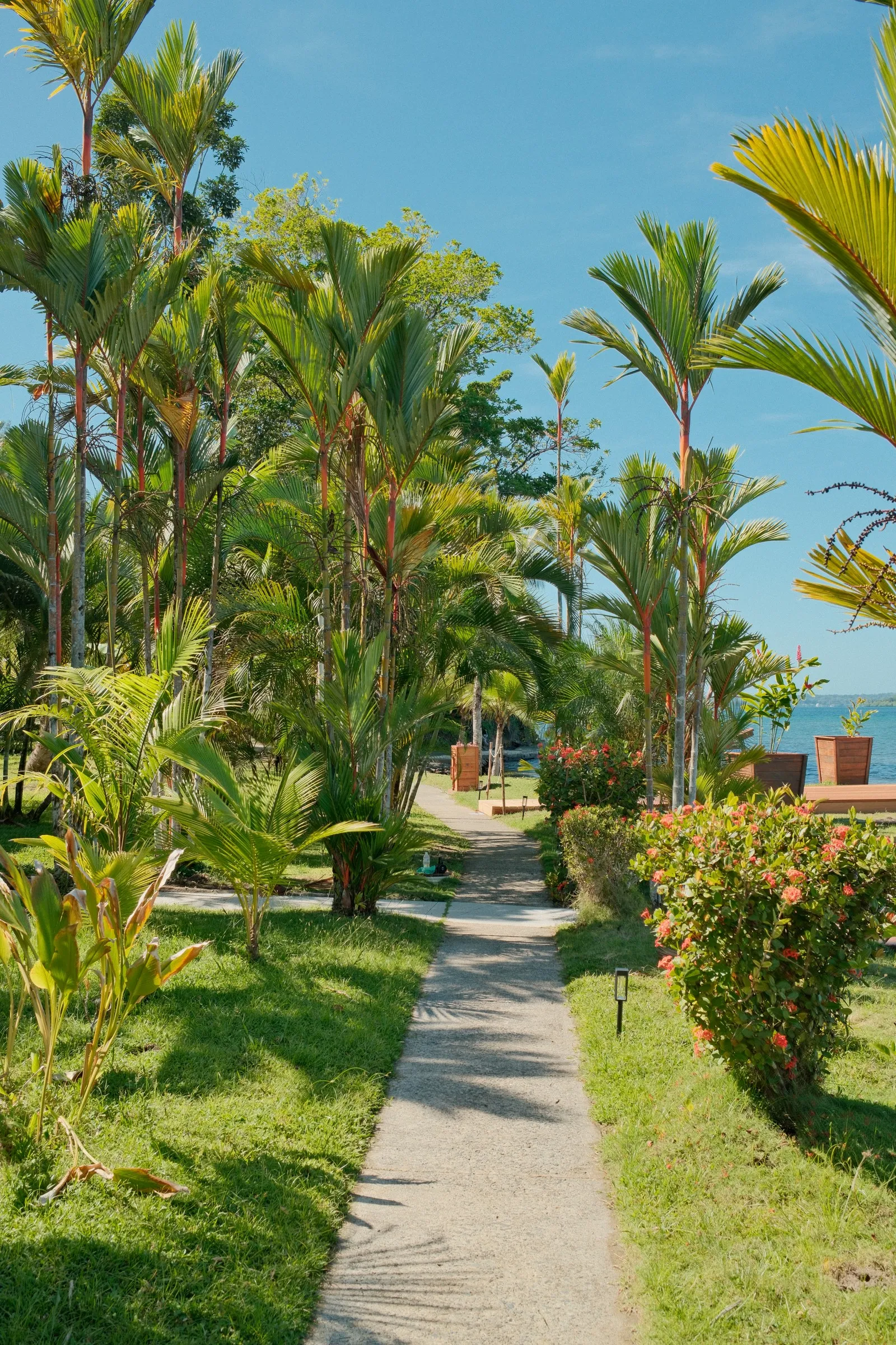 A garden path lined with palm trees and flowering shrubs under a blue sky